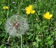 Taraxacum_officinale_pappo.jpg