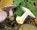 carnCortinarius-terpsichore.jpg