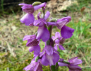 dettagliIMG_8636.jpg