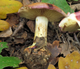 gambCortinarius-xanthophyll.jpg