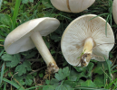imgambIMG_8604.jpg