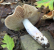 imgambcortinarius-elatior.jpg