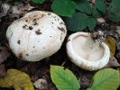 tricholoma_acerbum1.jpg