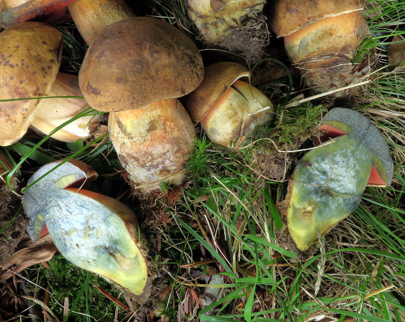 Neoboletus praestigiator (R. Schulz) Svetash., Gelardi, Simonini & Vizzini.
Neoboletus praestigiator (R. Schulz) Svetash., Gelardi, Simonini & Vizzini. - Viraggio carne, cappello e gambo.
Parole chiave: Neoboletus praestigiator (R. Schulz) Svetash., Gelardi, Simonini & Vizzini.