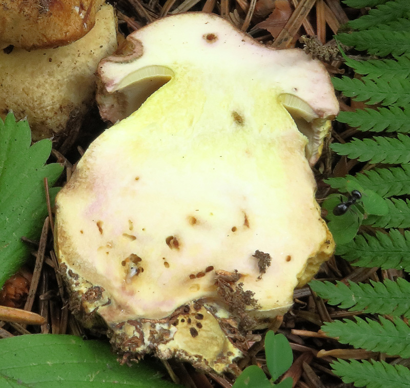 Butyriboletus subappendiculatus (Dermek, Lazebn. & J. Veselsky) D. Arora & J.L. Frank
Butyriboletus subappendiculatus (Dermek, Lazebn. & J. Veselsky) D. Arora & J.L. Frank - Viraggio della carne modesto e tardivo.
Parole chiave: Butyriboletus subappendiculatus (Dermek, Lazebn. & J. Veselsky) D. Arora & J.L. Frank