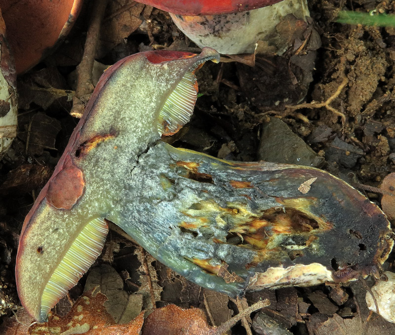 Suillellus queletii (Schulzer) Vizzini, Simonini & Gelardi.
Suillellus queletii (Schulzer) Vizzini, Simonini & Gelardi. - Carne bianco giallastra nel cappello e gambo, rossastra alla base, presto virante al taglio.
Parole chiave: Suillellus queletii (Schulzer) Vizzini, Simonini & Gelardi.